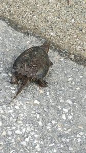 We always stop to help the turtles cross the street. This guy did it on his own.