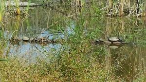A dozen+ turtles soak in the sun a top a beaver dam