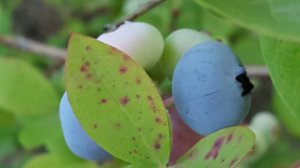 28462196145_7b9088b0f3_z