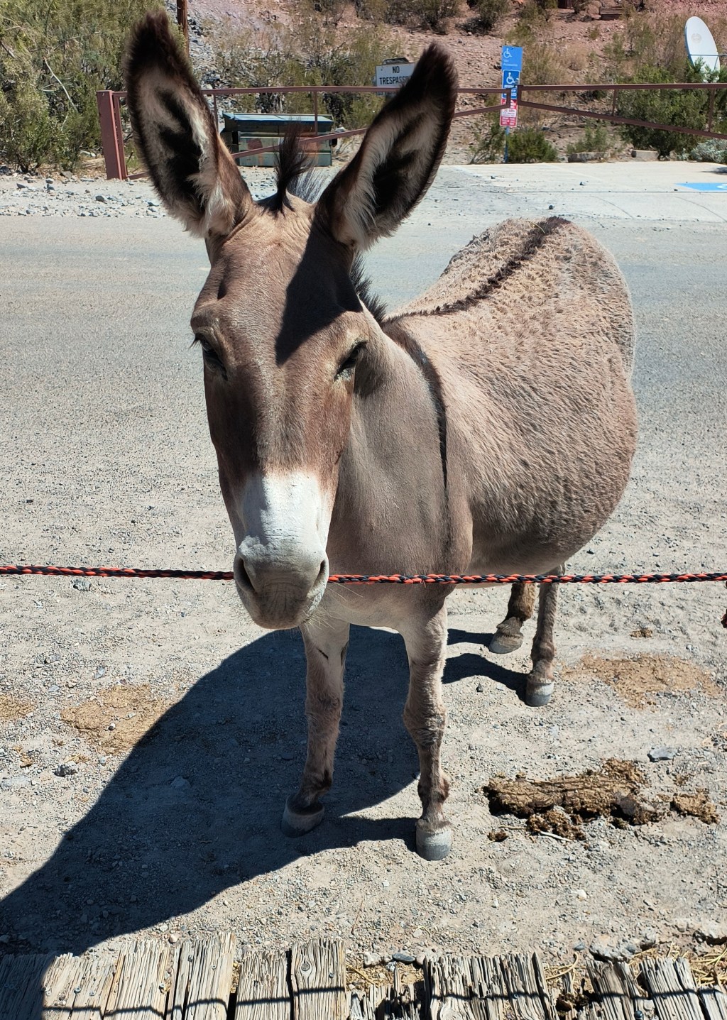Williams to Seligman, Oatman, AZ and then&nbsp;some…